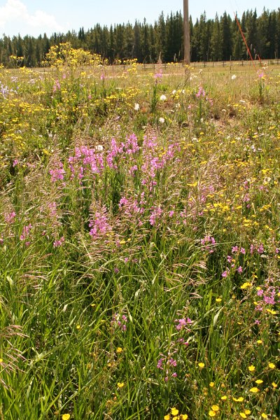 Trip (216).JPG - Wildflowers outside of Bear Lake Lodge, Wyoming